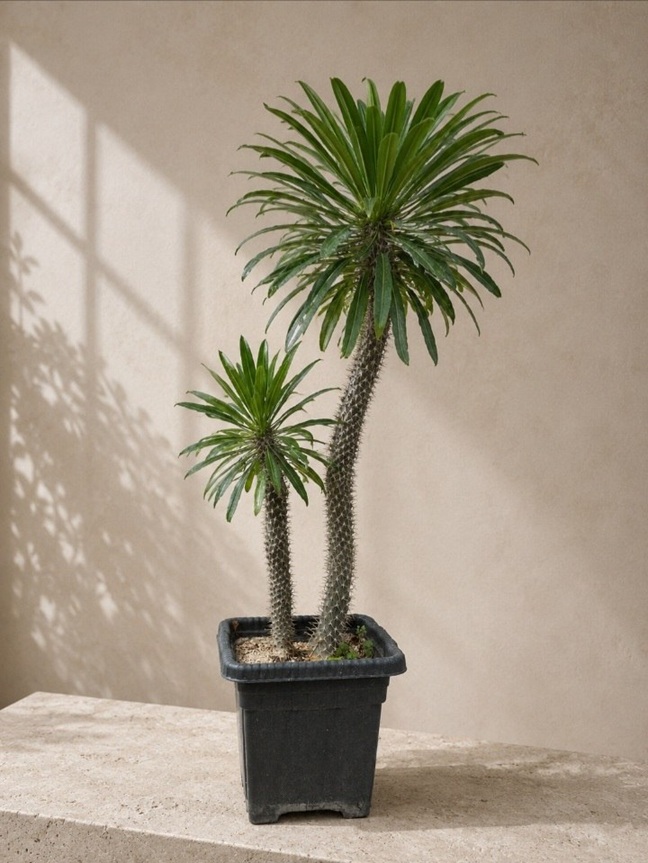 Madagascar palm l size XL